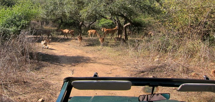 Wildlife photography on a Sariska safari